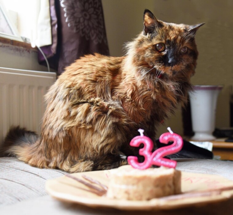 world’s-oldest-cat-dead-at-33:-‘we-had-our-time-together’