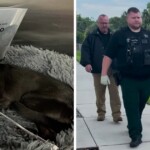 florida-sheriff-drops-the-hammer-on-man-who-allegedly-abused-tiny-chihuahua