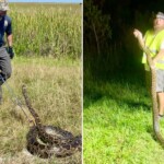 florida-annual-python-challenge-removes-nearly-200-invasive-snakes-from-state