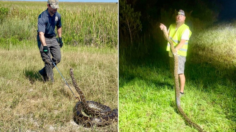 florida-annual-python-challenge-removes-nearly-200-invasive-snakes-from-state