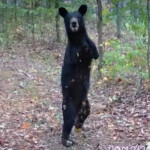 ‘special’-two-legged-bear-spotted-walking-through-west-virginia-woods