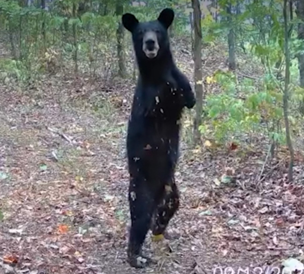 ‘special’-two-legged-bear-spotted-walking-through-west-virginia-woods