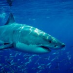 tourist,-30,-dies-after-losing-her-leg-in-shark-attack-off-canary-islands