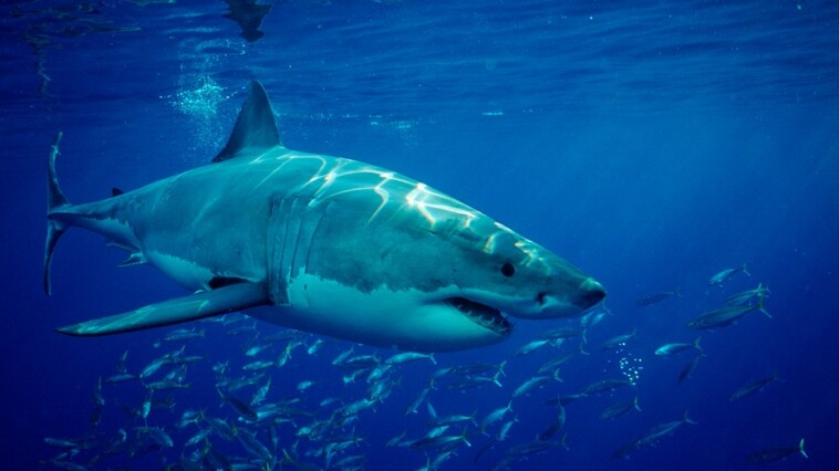 tourist,-30,-dies-after-losing-her-leg-in-shark-attack-off-canary-islands