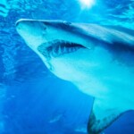 woman-loses-leg-after-freak-shark-attack,-dies-tragic-death-while-being-rescued