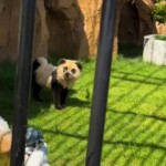 chinese-zoo-admits-its-‘pandas’-are-just-painted-dogs