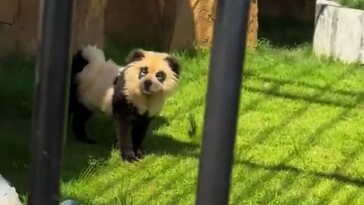 chinese-zoo-admits-its-‘pandas’-are-just-painted-dogs