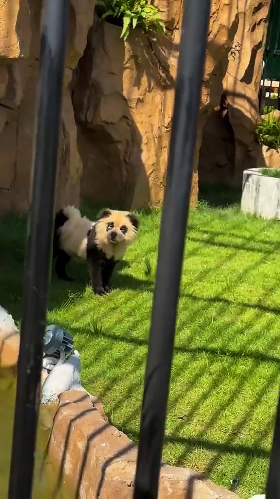 chinese-zoo-admits-its-‘pandas’-are-just-painted-dogs