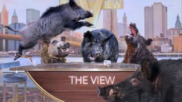 no-one-notices-as-entire-cast-of-‘the-view’-replaced-with-shrieking-feral-pigs