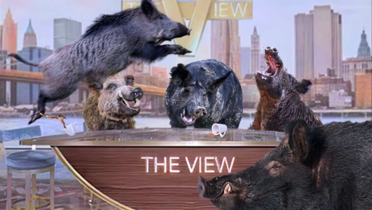 no-one-notices-as-entire-cast-of-‘the-view’-replaced-with-shrieking-feral-pigs