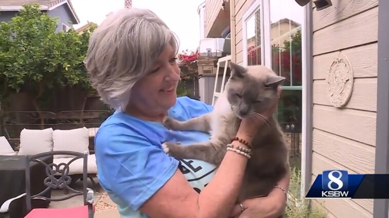 fearless-cat-travels-1,000-miles-back-to-owners’-calif.-home-after-going-missing-in-yellowstone