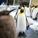 abnormally-sized-king-penguin-chick-becomes-social-media-star