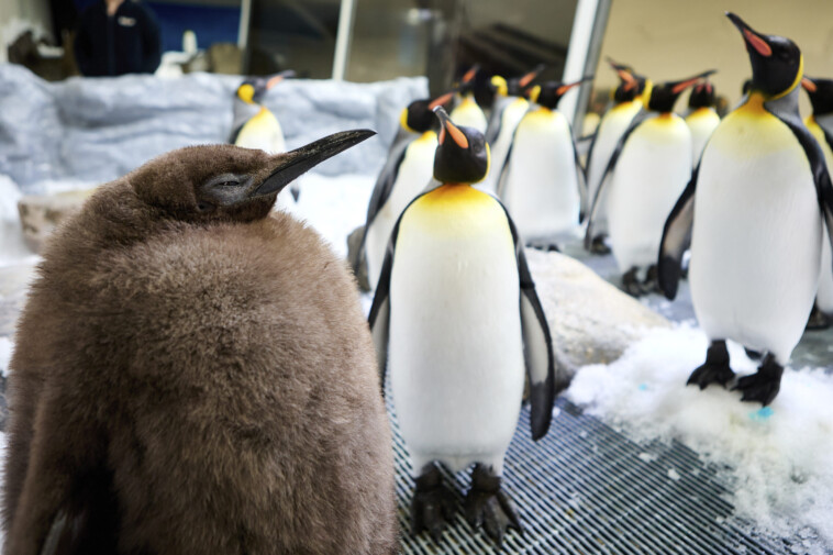 abnormally-sized-king-penguin-chick-becomes-social-media-star