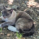 lost-cat-makes-900-mile-journey-back-home-to-california-from-yellowstone