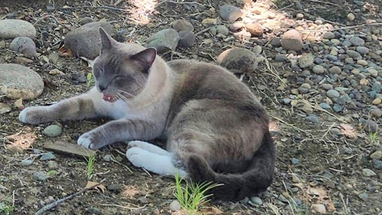 lost-cat-makes-900-mile-journey-back-home-to-california-from-yellowstone