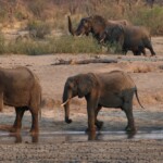 zimbabwe-criticized-for-allowing-mass-killing-of-elephants-amid-el-nino-produced-drought