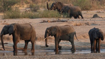 zimbabwe-criticized-for-allowing-mass-killing-of-elephants-amid-el-nino-produced-drought