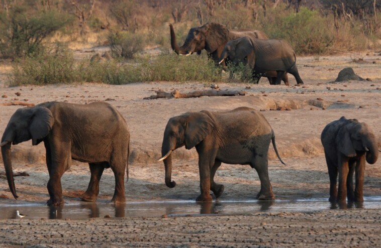 zimbabwe-criticized-for-allowing-mass-killing-of-elephants-amid-el-nino-produced-drought