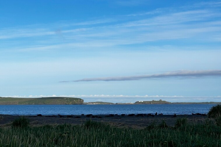 tiny-alaskan-island-known-as-the-‘galapagos-of-the-north’-in-panic-over-possible-rat-sighting