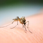 with-eee-and-west-nile-virus-on-the-rise,-mosquito-season-is-far-from-over