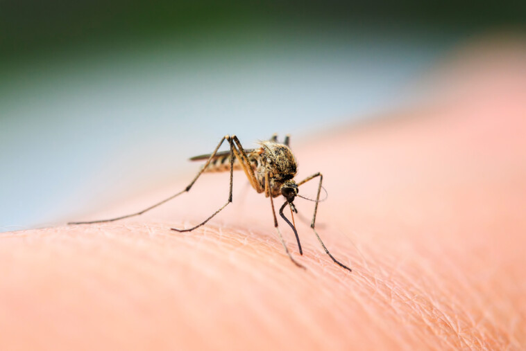 with-eee-and-west-nile-virus-on-the-rise,-mosquito-season-is-far-from-over