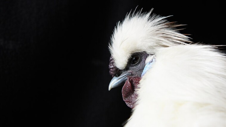 beloved-australian-chicken-with-famous-name-tossed-into-alligator-pen,-shocking-wildlife-park-visitors:-report