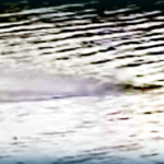 watch:-footage-suggests-there-are-currently-two-loch-ness-monsters