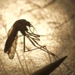 public-health-declaration-issued-after-ny-resident-dies-from-untreatable-mosquito-borne-virus