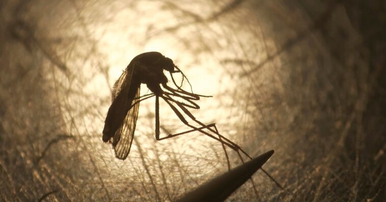 public-health-declaration-issued-after-ny-resident-dies-from-untreatable-mosquito-borne-virus