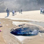 strange-alien-like-fish-washes-up-on-oregon-beach,-creates-‘quite-a-stir’