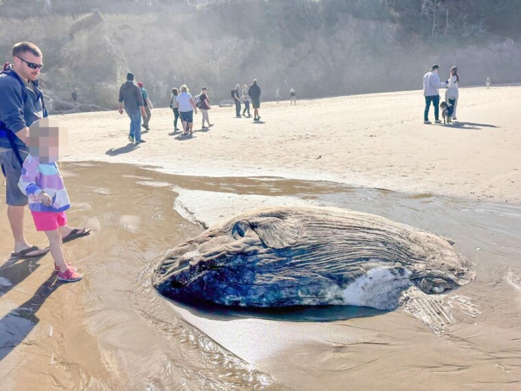 strange-alien-like-fish-washes-up-on-oregon-beach,-creates-‘quite-a-stir’