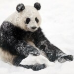 cash-strapped-finland-zoo-returning-pandas-to-china-because-it-costs-too-much-to-care-for-them