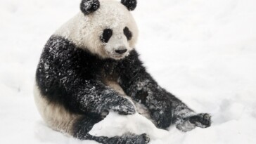 cash-strapped-finland-zoo-returning-pandas-to-china-because-it-costs-too-much-to-care-for-them