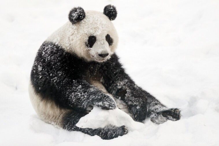 cash-strapped-finland-zoo-returning-pandas-to-china-because-it-costs-too-much-to-care-for-them