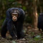 residents-ransack-guinea-chimpanzee-center-after-animal-kills-infant