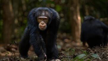 residents-ransack-guinea-chimpanzee-center-after-animal-kills-infant