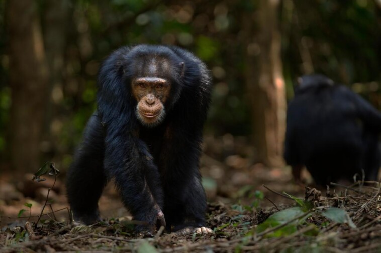 residents-ransack-guinea-chimpanzee-center-after-animal-kills-infant