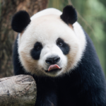 hong-kong-debuts-2-giant-pandas-from-beijing,-raising-hopes-for-tourism-boost