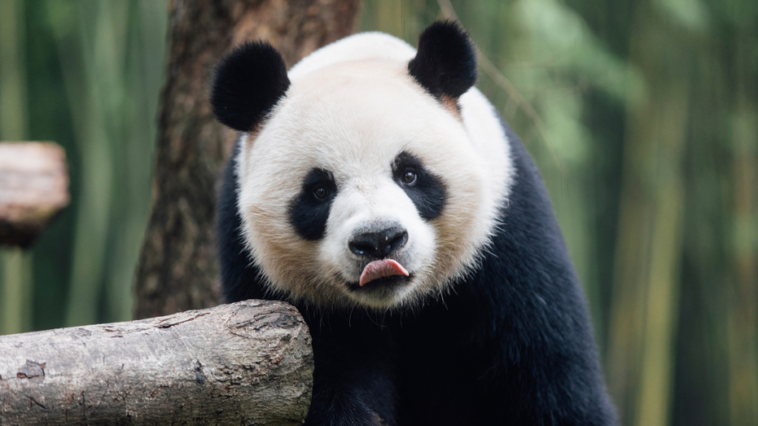 hong-kong-debuts-2-giant-pandas-from-beijing,-raising-hopes-for-tourism-boost