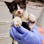 kitten-miraculously-survives-after-cruel-driver-knowingly-cruises-around-town-with-him-stuck-in-engine:-report