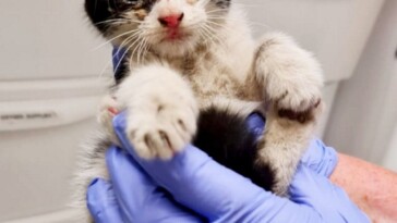 kitten-miraculously-survives-after-cruel-driver-knowingly-cruises-around-town-with-him-stuck-in-engine:-report