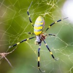 giant-joro-‘flying’-spider-continues-march-northward-with-massachusetts-sighting