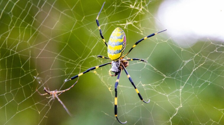 giant-joro-‘flying’-spider-continues-march-northward-with-massachusetts-sighting