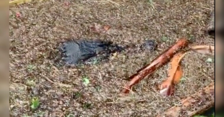 alligators-swim-through-florida-streets-after-hurricane-helene-hits-sunshine-state-(video)