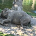 bronx-zoo-elephant-happy-spotted-in-public-for-first-time-in-weeks-—-with-‘significant-damage’-to-feet,-activists-say 