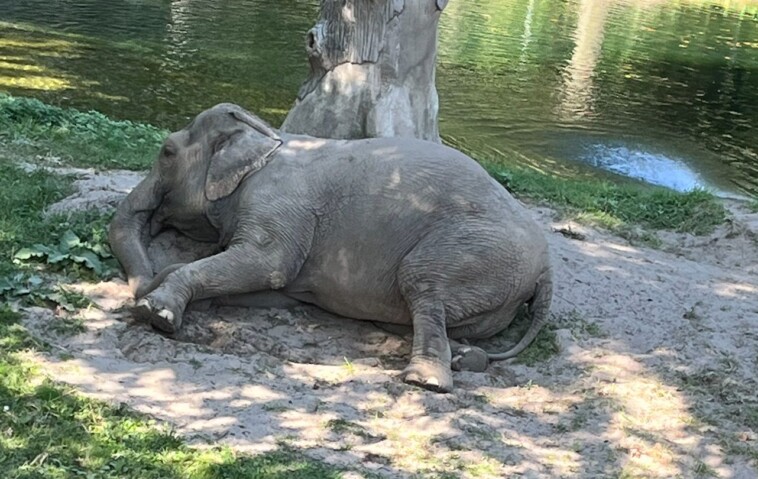 bronx-zoo-elephant-happy-spotted-in-public-for-first-time-in-weeks-—-with-‘significant-damage’-to-feet,-activists-say 