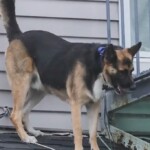 rocky-the-dog-rescued-after-getting-stranded-on-roof-of-mass.-home:-‘he-has-a-mind-of-his-own’