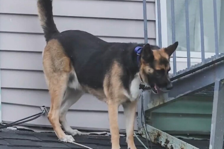 rocky-the-dog-rescued-after-getting-stranded-on-roof-of-mass.-home:-‘he-has-a-mind-of-his-own’