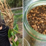 chicory-an-all-natural-alternative-to-chemically-decaffeinated-coffee,-says-homesteader