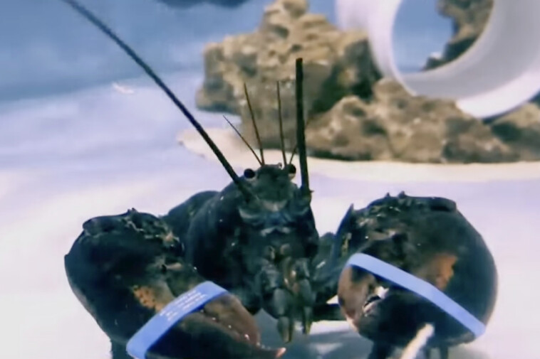 two-young-eagle-eyed-brothers-spot-rare-one-in-two-million-blue-lobster-‘bandit’-in-grocery-store-fish-tank